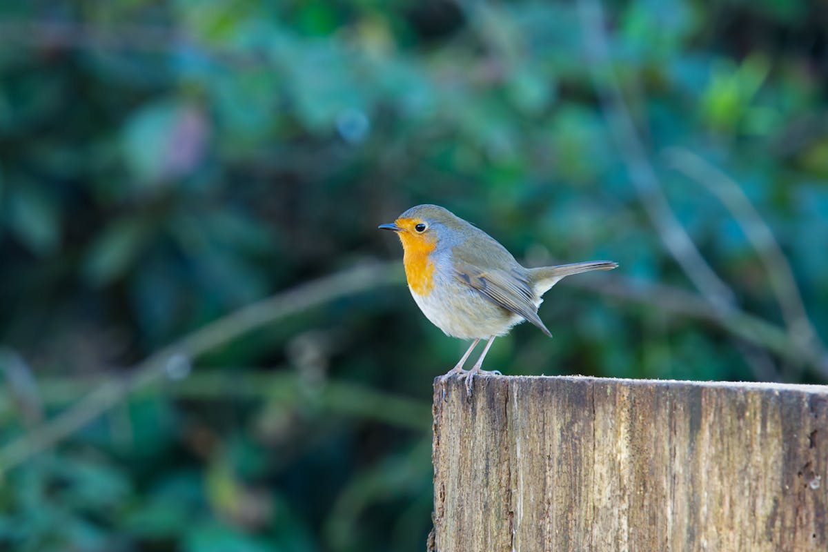 12 Birds That Look Like Robins (But Aren't!) — ID Guide With Photos 2 12 Birds That Look Like Robins