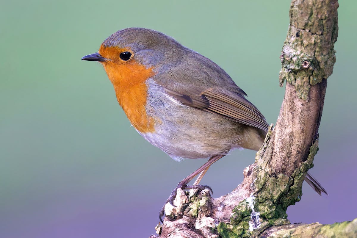12 Birds That Look Like Robins (But Aren't!) — ID Guide With Photos 1 12 Birds That Look Like Robins