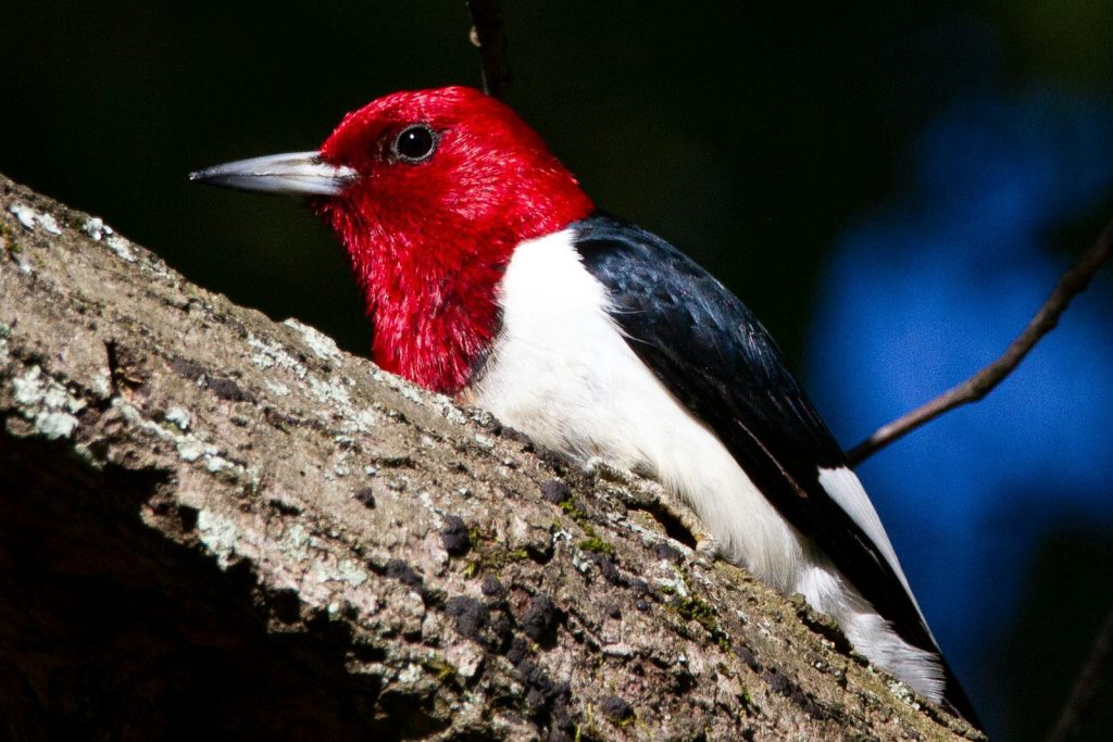 Birds with Red Heads: 10 Species and How to Tell Them Apart 1 red white and black bird on brown tree branch