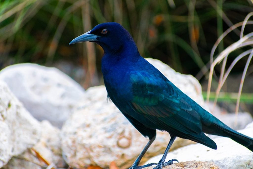 a blue bird is standing on a rock