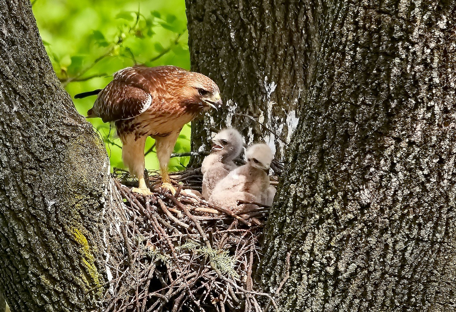 Hawk Nests: What They Look Like and Where to Find Them 1 three brown chicks in nest
