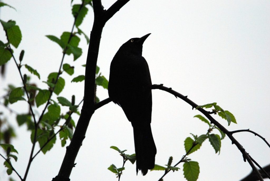 Grackle vs Starling: Key Differences and How to Tell Them Apart 2 a black bird sitting on a branch of a tree
