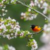 15 Spring Birds to Watch for in Your Backyard 4 orange and black bird on pink flower