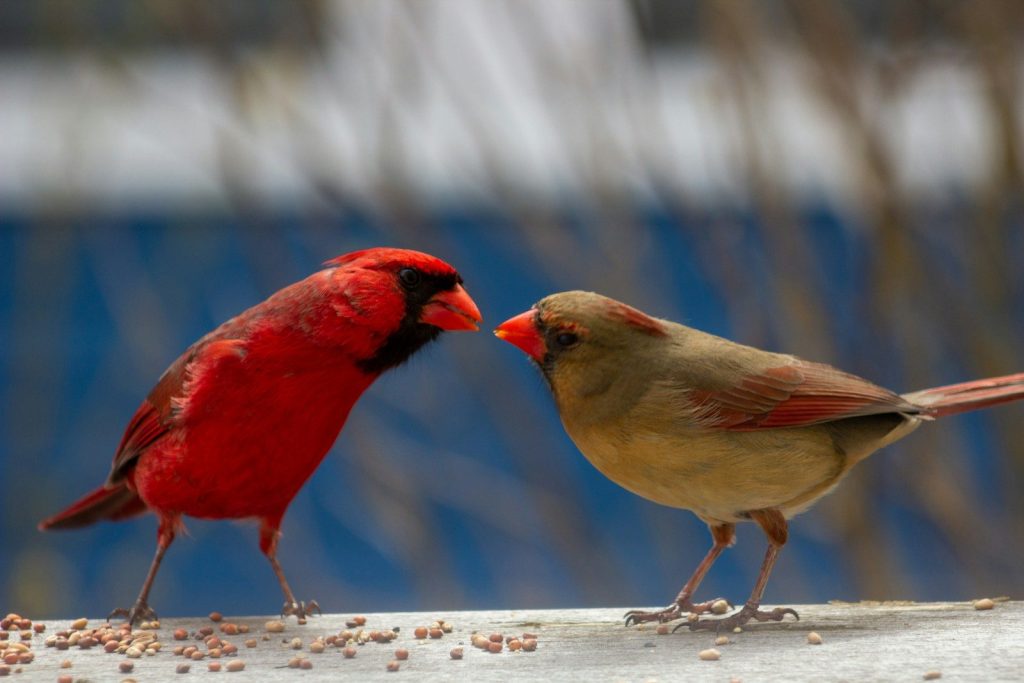 Juvenile Cardinal Male vs Female: How to Tell Them Apart 2 red cardinal bird on white wooden fence during daytime