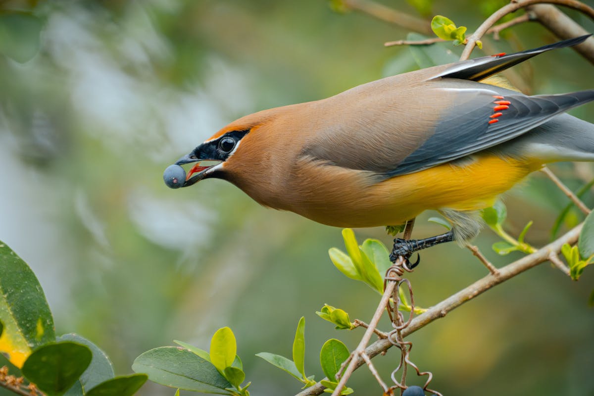 Backyard Birds of Texas: The Ultimate Identification Guide (2026) 1 Backyard Birds of Texas The Ultimate Identification