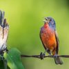 Backyard Birds of Texas: The Ultimate Identification Guide (2026) 2 Backyard Birds of Texas The Ultimate Identification