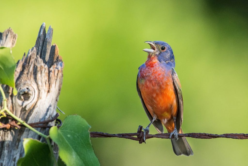 Backyard Birds of Texas The Ultimate Identification
