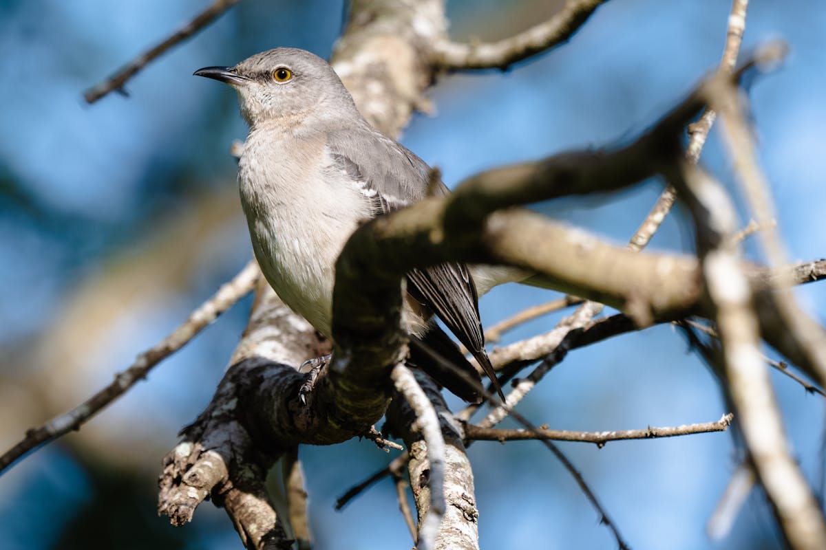 Backyard Birds of Texas: The Ultimate Identification Guide (2026) 2 Backyard Birds of Texas The Ultimate Identification Guide (2026)