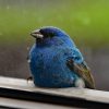 What Does It Mean When a Bird Hits Your Window? (Spiritual & Scientific Guide) 2 What Does It Mean When a Bird Hits Your Window