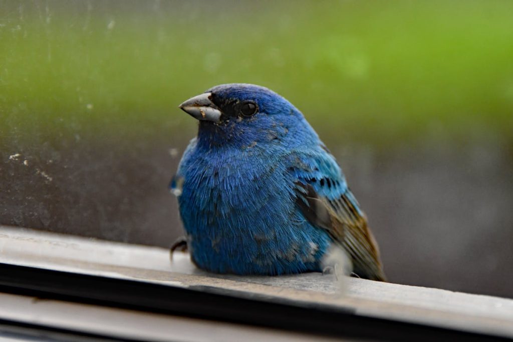 What Does It Mean When a Bird Hits Your Window