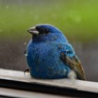 What Does It Mean When a Bird Hits Your Window? (Spiritual & Scientific Guide) 9 What Does It Mean When a Bird Hits Your Window