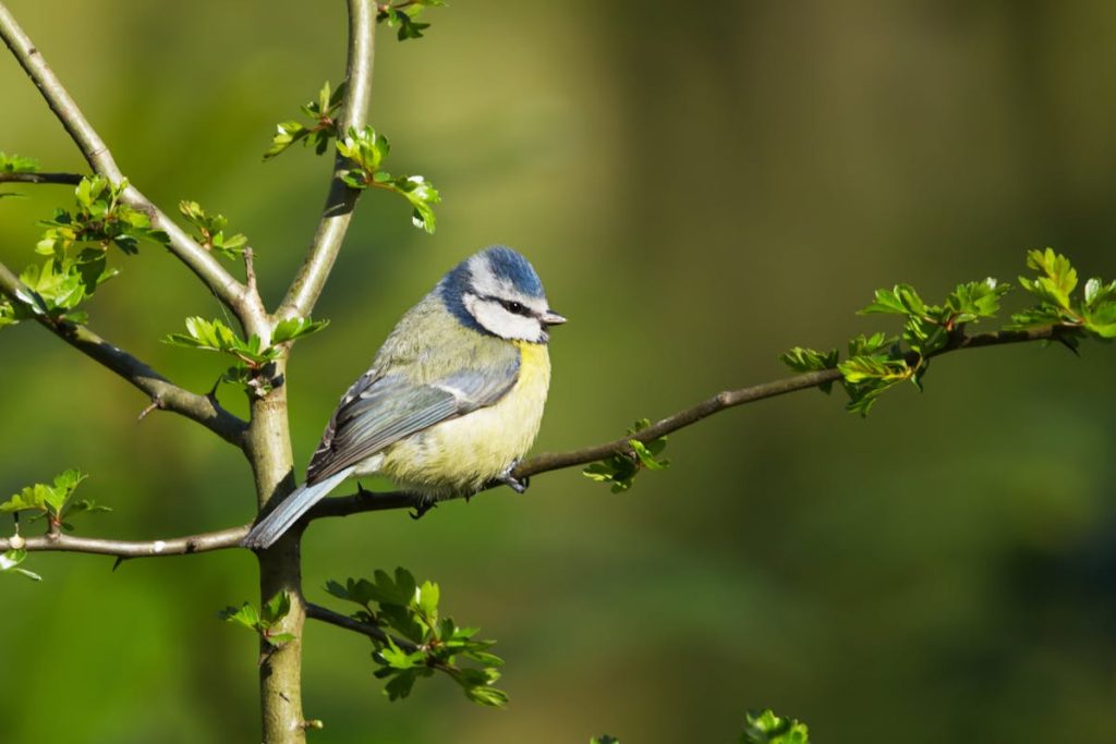 Birdwatching for Beginners