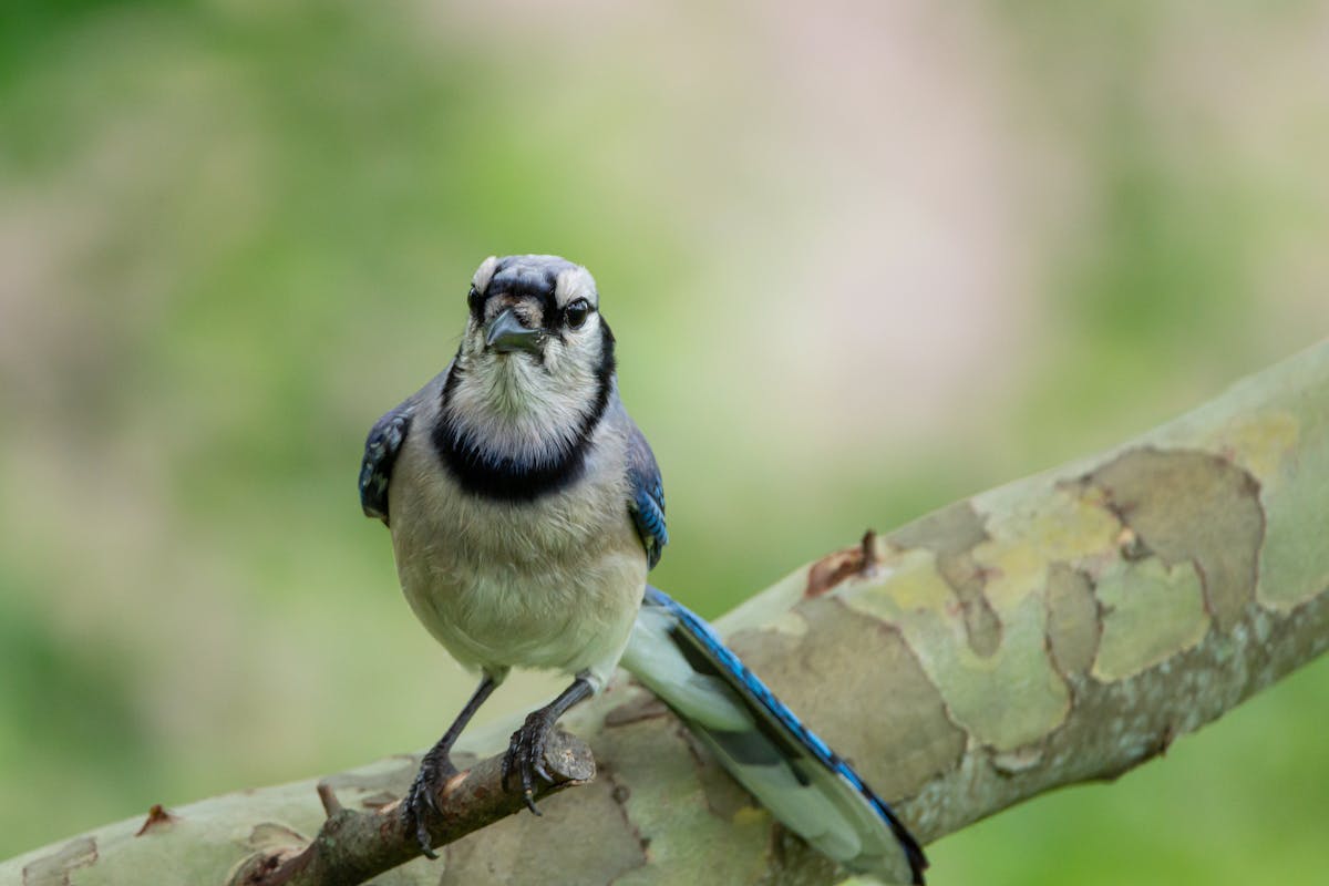 Blue Jay Facts: 25 Surprising Things About This Brilliant Bird 2 Blue Jay Facts 25 Surprising Things About This Brilliant Bird