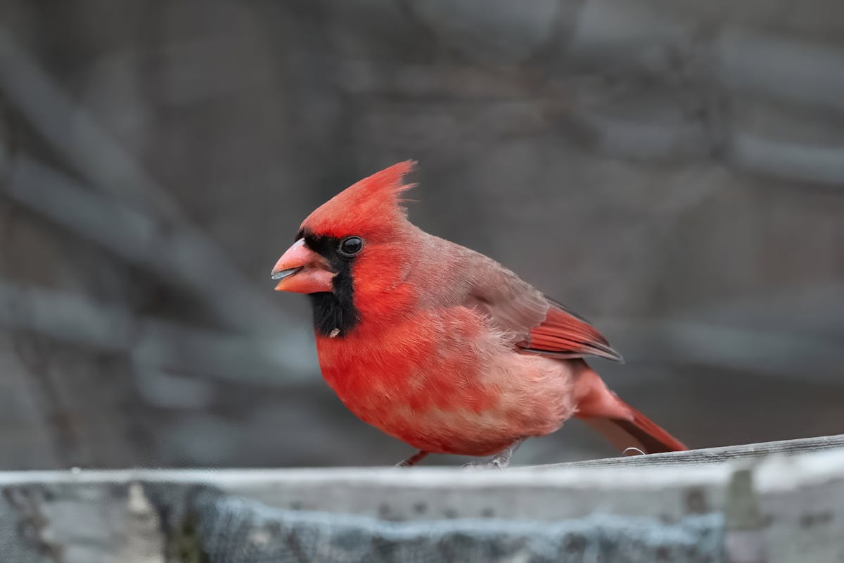 Northern Cardinal Facts: 20 Amazing Things About America's Most Beloved Bird 2 America's Most Beloved Bird