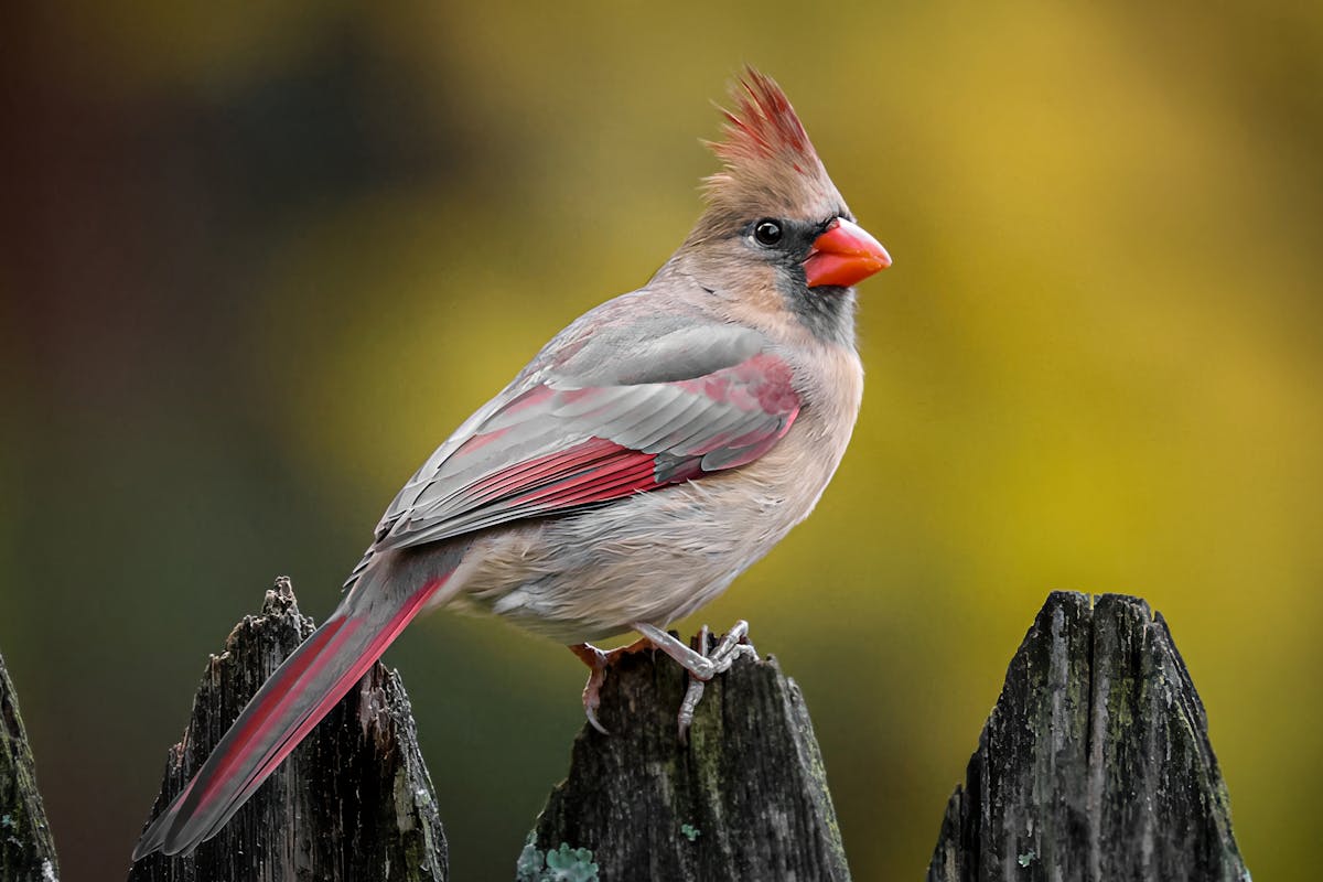 Northern Cardinal Facts: 20 Amazing Things About America's Most Beloved Bird 1 Northern Cardinal Facts 20 Amazing Things