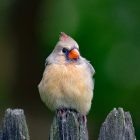 Northern Cardinal Facts: 20 Amazing Things About America's Most Beloved Bird 9 Northern Cardinal Facts 20 Amazing Things About America's birds