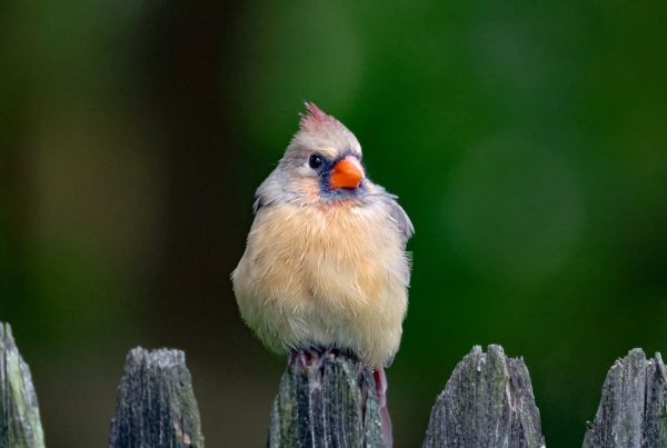 Northern Cardinal Facts: 20 Amazing Things About America's Most Beloved Bird 6 Northern Cardinal Facts 20 Amazing Things About America's birds