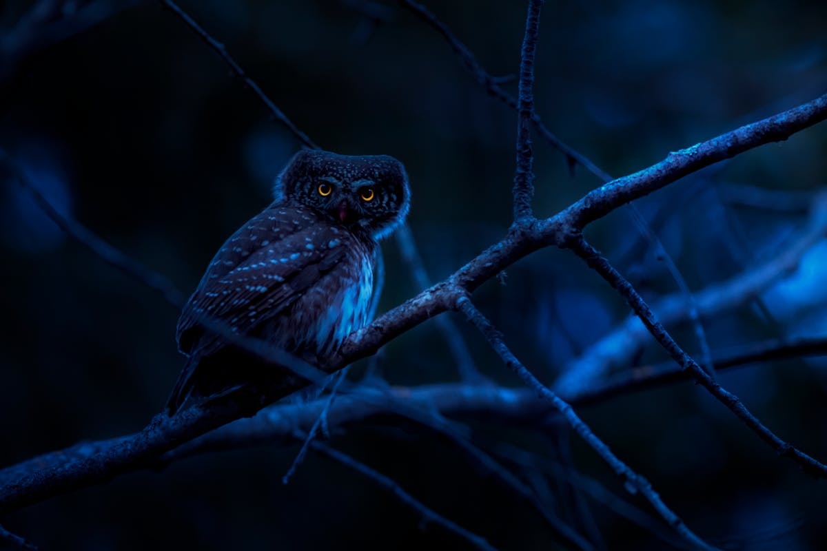 Why do Birds Chirp at Night Spiritual Meaning? Complete Guide (2026) 1 Why do Birds Chirp at Night Spiritual Meaning