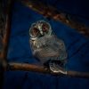 Why do Birds Chirp at Night Spiritual Meaning? Complete Guide (2026) 3 Why do Birds Chirp at Night Spiritual Meaning Complete Guide (2026)