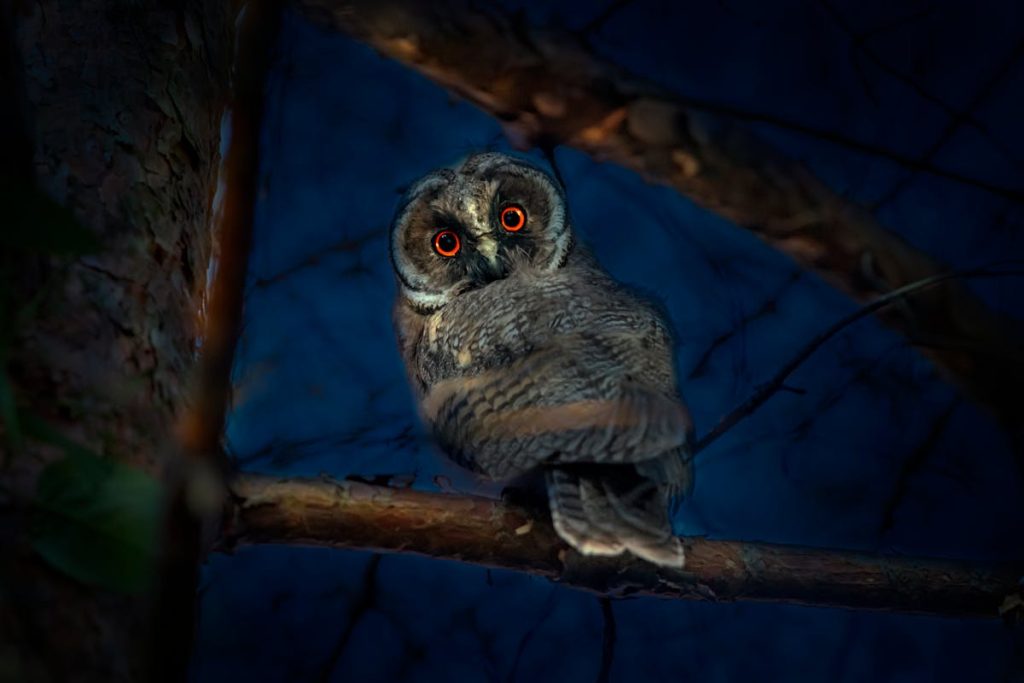 Why do Birds Chirp at Night Spiritual Meaning Complete Guide (2026)
