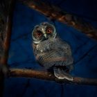 Why do Birds Chirp at Night Spiritual Meaning? Complete Guide (2026) 11 Why do Birds Chirp at Night Spiritual Meaning Complete Guide (2026)