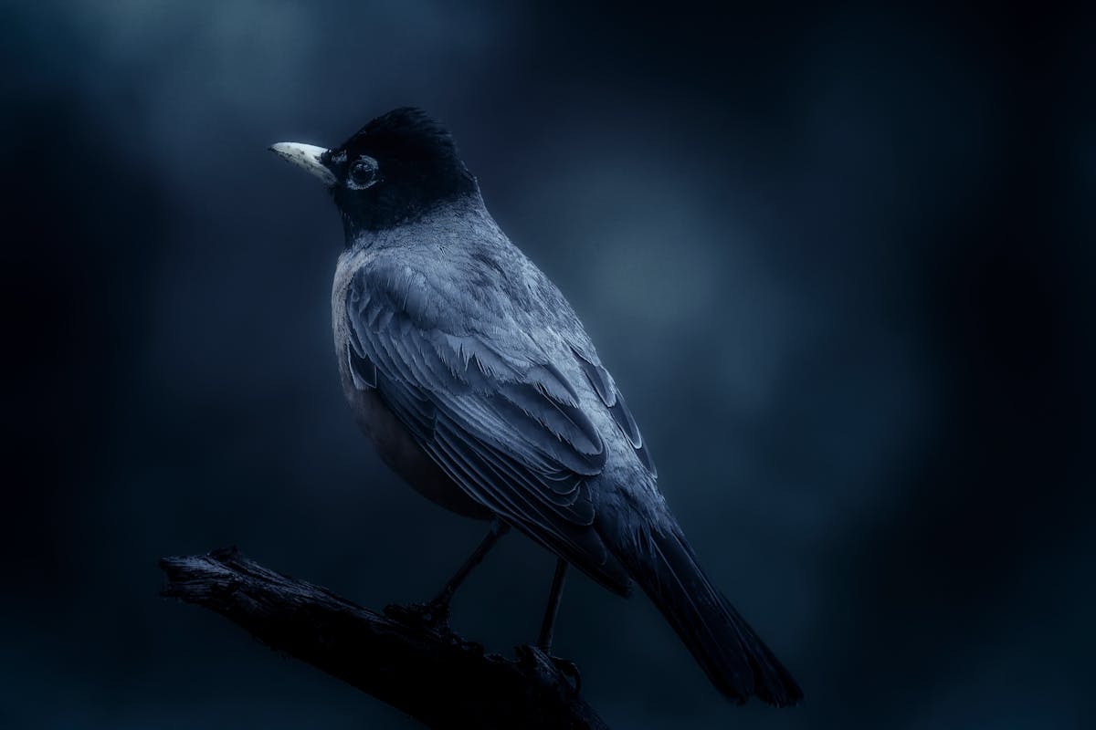 Why do Birds Chirp at Night Spiritual Meaning? Complete Guide (2026) 2 Birds that chirp at night