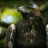 Golden Eagle Feather: What It Looks Like, Means & the Law 3 a bird with a black head
