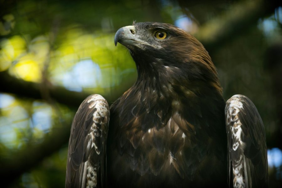 Golden Eagle Feather: What It Looks Like, Means & the Law 3 a bird with a black head