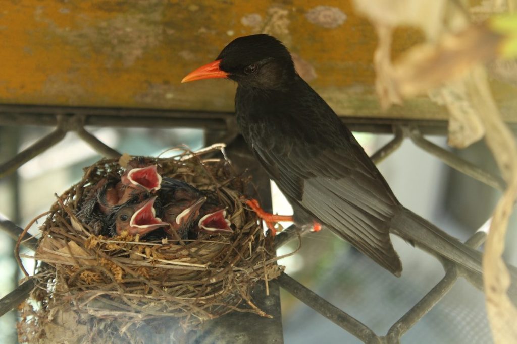 Nesting Blackbirds: Which Species Nest Near You? 1 a bird eating food