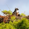 Hawk Nests: What They Look Like and Where to Find Them 3 a bird sitting on top of a nest in a tree
