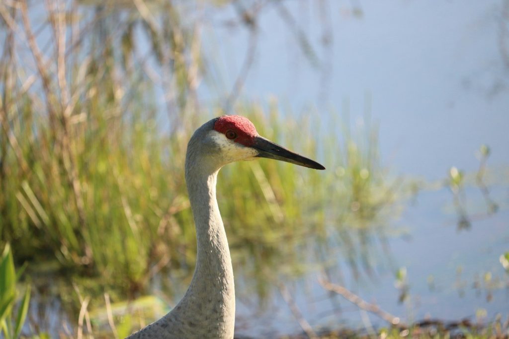 Birds with Red Heads: 10 Species and How to Tell Them Apart 2 a bird with a red head standing in the grass