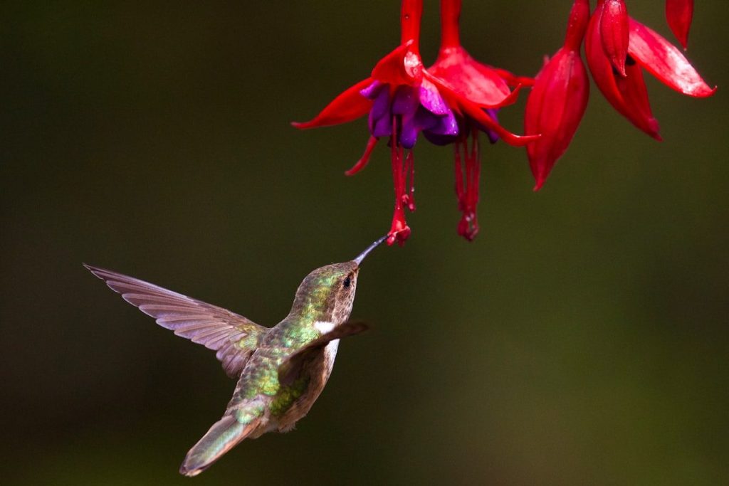 Do Hummingbirds Mate for Life? The Surprising Answer 2 selective focus photo of brown humming bird