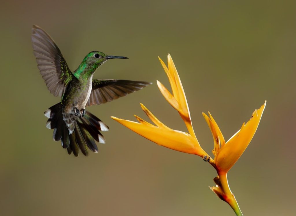 Do Hummingbirds Mate for Life? The Surprising Answer 1 grey bird and yellow flower