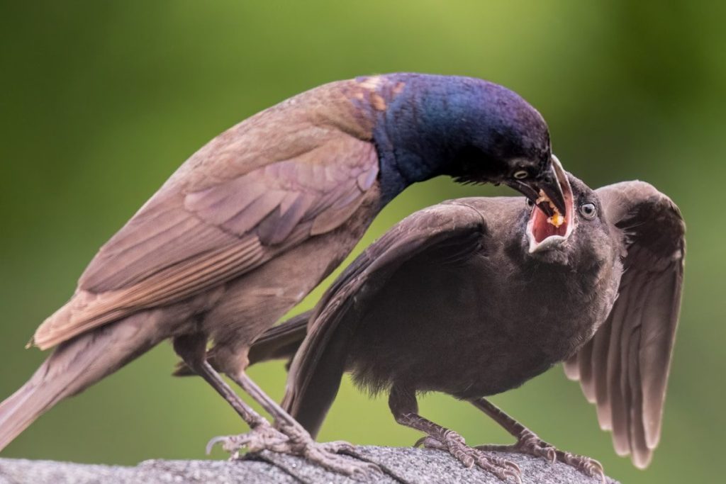 Grackle vs Starling: Key Differences and How to Tell Them Apart 1 A couple of birds standing on top of a rock