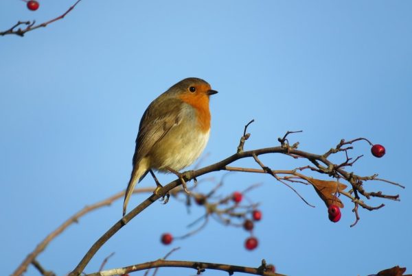 Where Do Robins Go in the Winter? They Don't All Leave 4 bird perched on tree branch during day