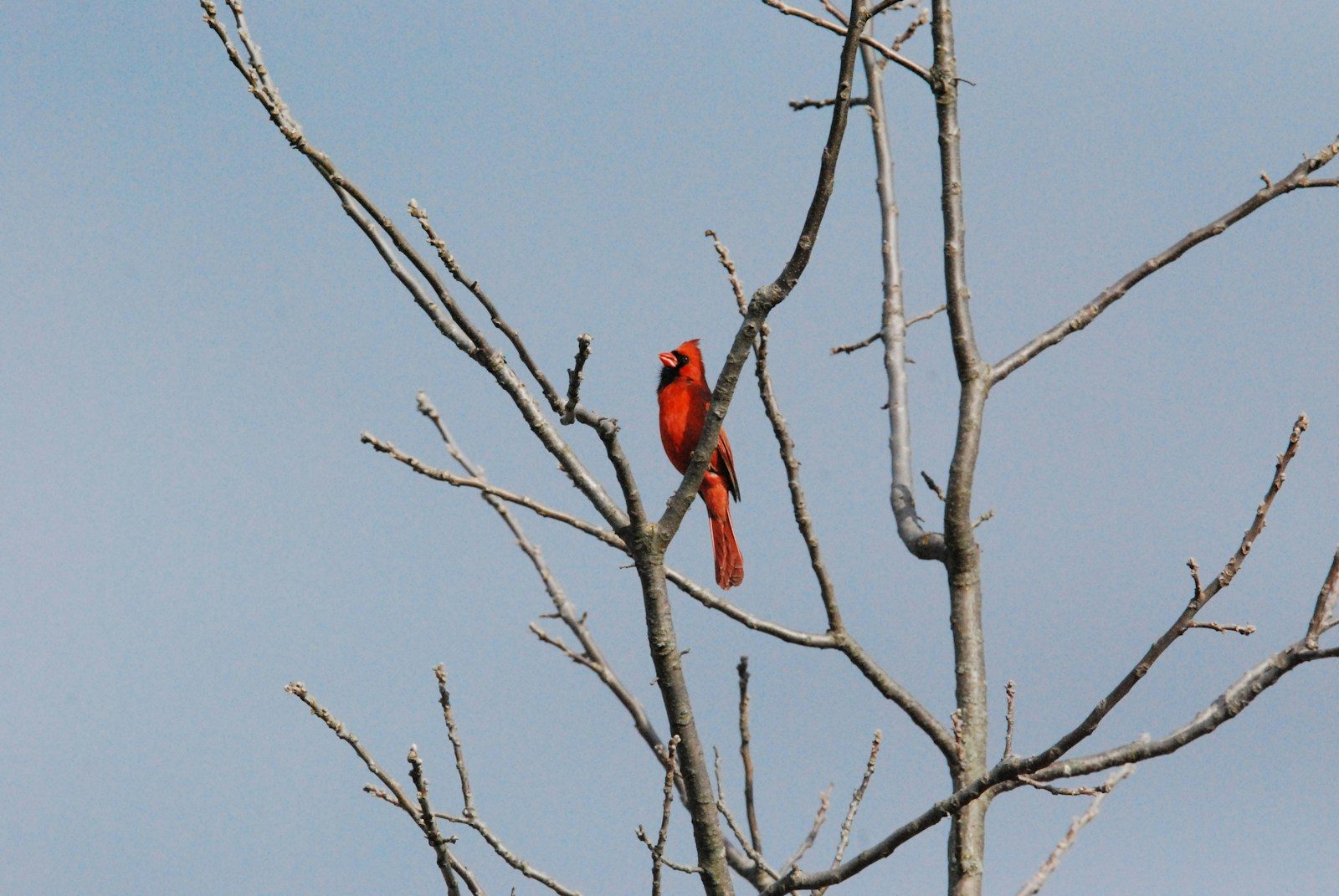 Black Cardinal: Is It Real? The Birds People Actually Mean 2 a red bird sitting on a tree branch