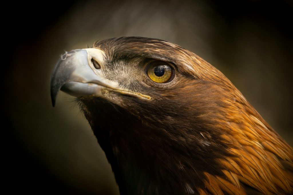 Golden Eagle Feather: What It Looks Like, Means & the Law 1 a brown bird with yellow eyes