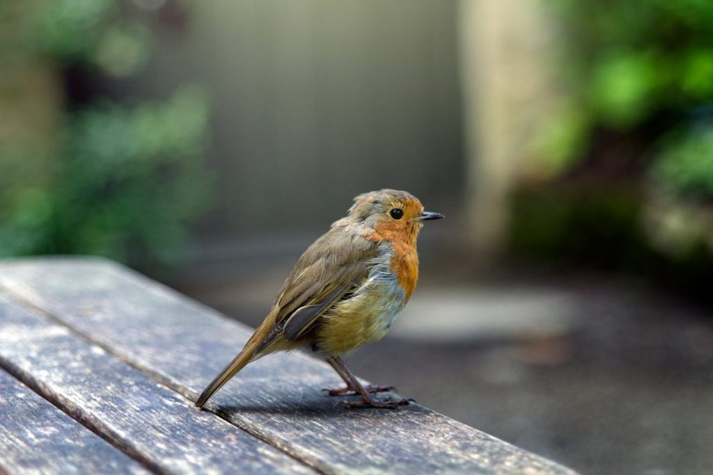 Can Birds Smell? What Science Actually Shows 2 grey and white bird