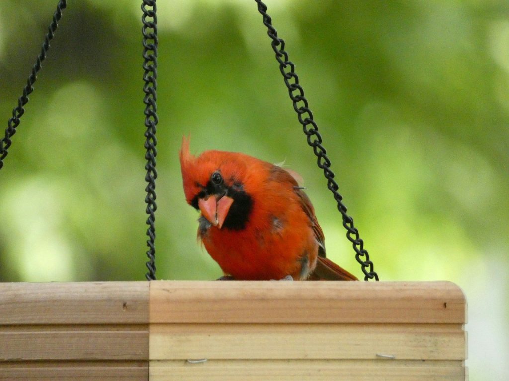 What Colors Attract Birds to Your Yard? 1 a red bird is sitting on a bird feeder