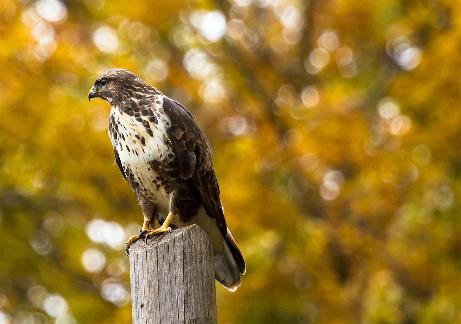 Juvenile Red-Tailed Hawk: How to Identify It 2 brown eagle on gray wooden fence in tilt shift photography