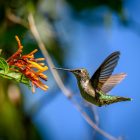 Are Hummingbirds Territorial? Yes — Here Is Why 6 a hummingbird flying towards a flower with a blue sky in the background