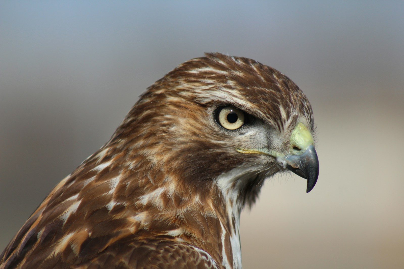 Juvenile Red-Tailed Hawk: How to Identify It 1 brown and white bird selective focus photography