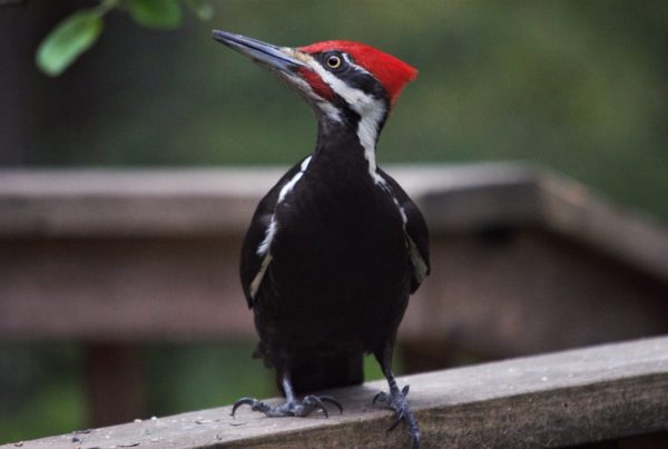 Hairy vs Downy Woodpecker: How to Spot the Difference 7 a black and white bird with a red head