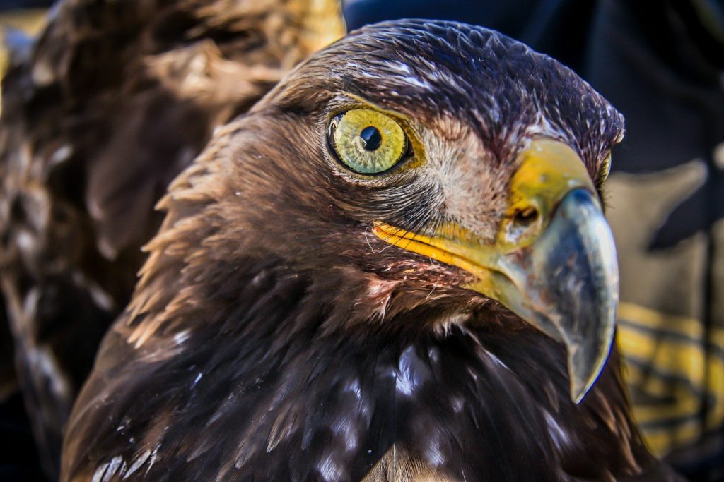 Golden Eagle Feather: What It Looks Like, Means & the Law 2 a close up of a bird of prey