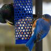 What Colors Attract Birds to Your Yard? 1 blue and brown bird on yellow and white polka dot container