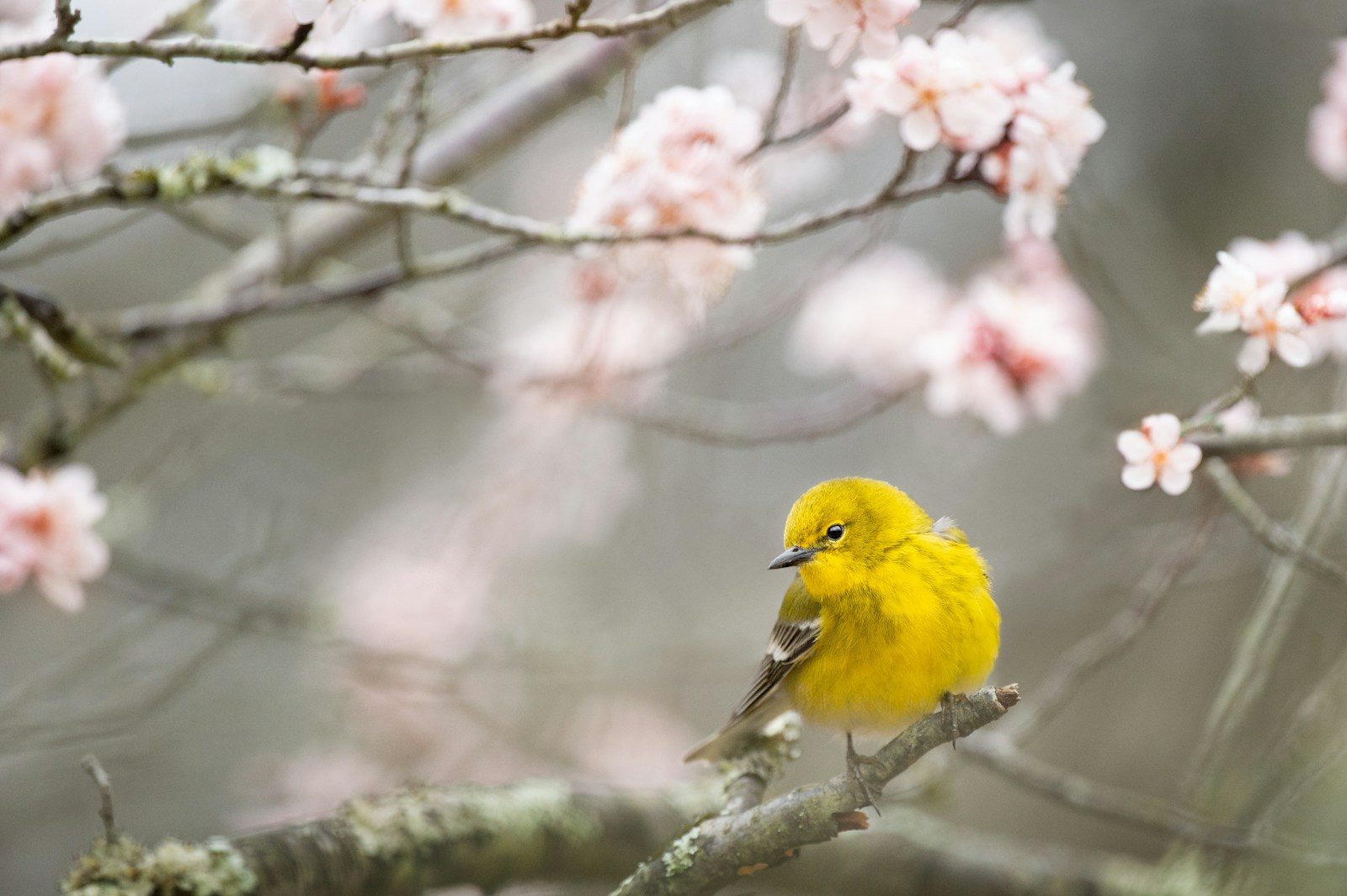 15 Spring Birds to Watch for in Your Backyard 1 selective focus photography of yellow bird on tree branch