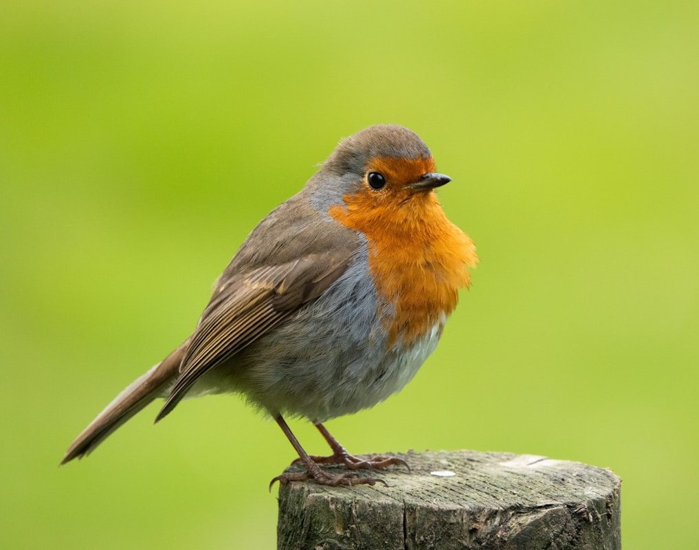 Where Do Robins Go in the Winter? They Don't All Leave 1 brown and gray bird on gray tree branch