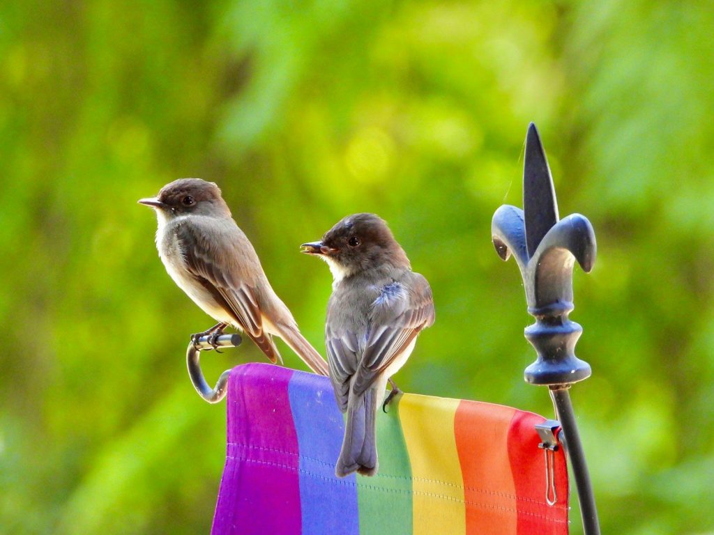 What Colors Attract Birds to Your Yard? 2 birds on a bird feeder
