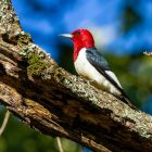Birds with Red Heads: 10 Species and How to Tell Them Apart 11 red white and black bird on tree branch during daytime