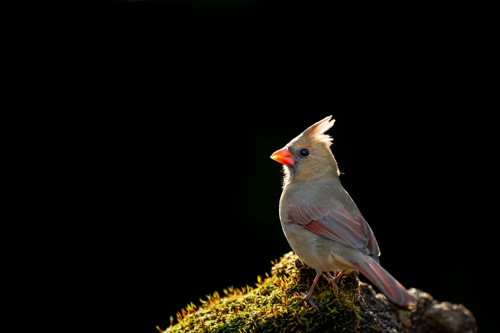Black Cardinal: Is It Real? The Birds People Actually Mean 1 a bird sitting on top of a moss covered rock